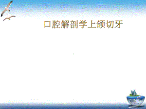 口腔解剖学上颌切牙课件.ppt