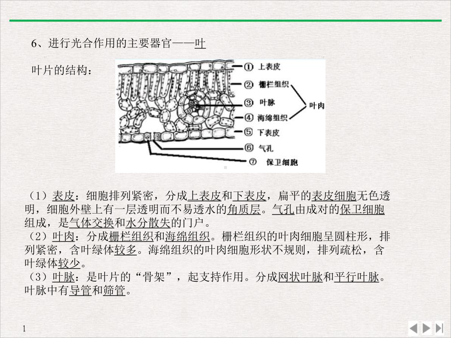 人教初中生物中考复习专题光合作用和呼吸作用(共张)课件.ppt_第3页