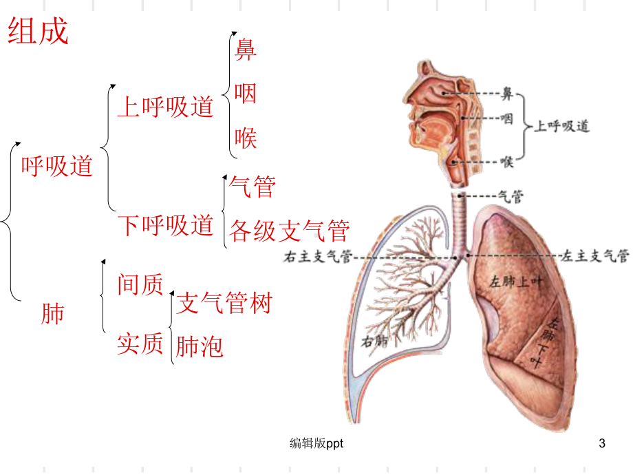 呼吸系统解剖课件整理.ppt_第3页