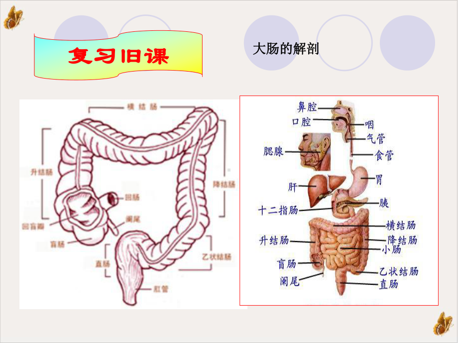 基础护理学之灌肠法教材课件.ppt_第3页