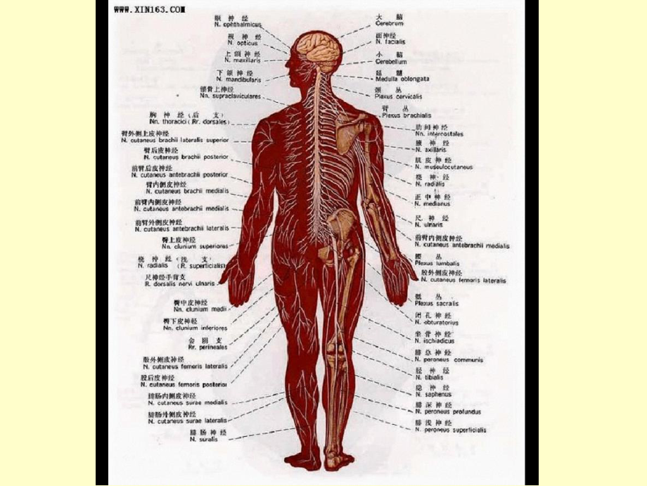 动物生理学神经系统的功能上课件.ppt_第2页