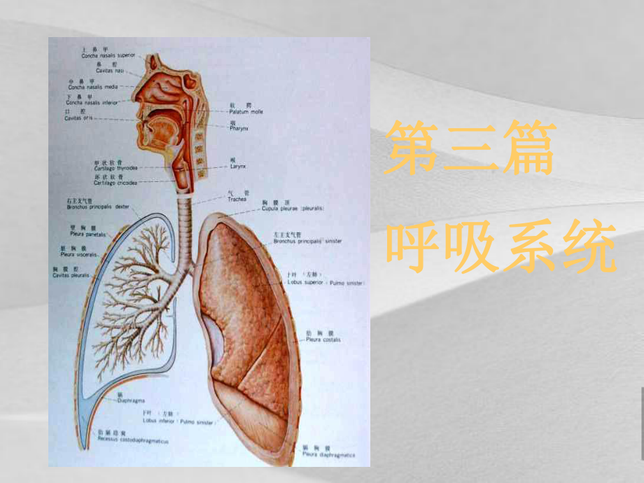 呼吸系统1线检查方法阐述课件.ppt_第2页