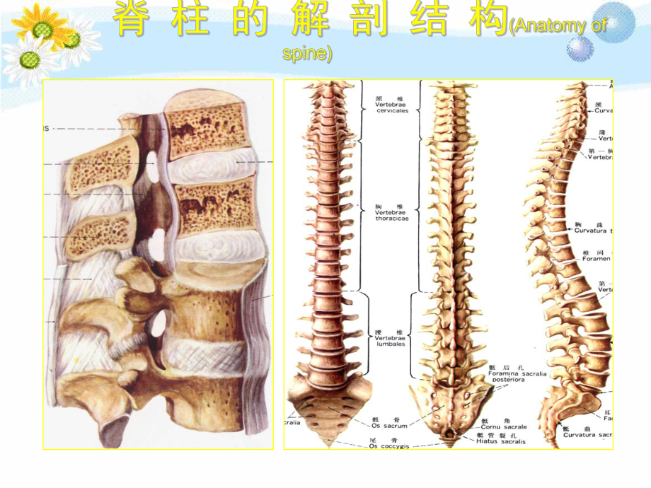 临床诊断学脊柱关节检查课件.ppt_第3页