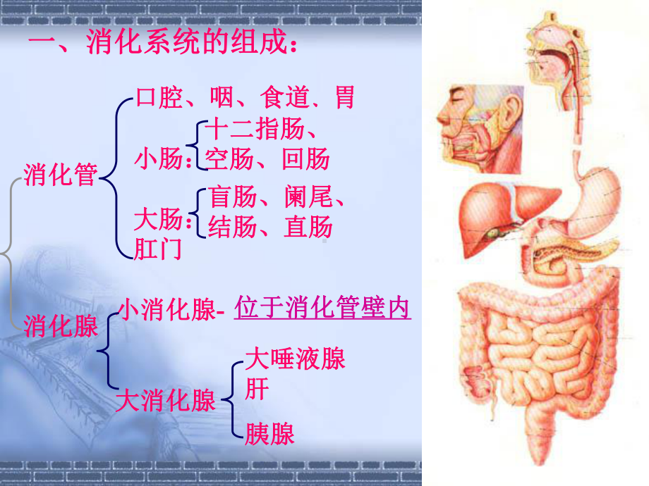 人体组织学与解剖学课件-消化系统1.ppt_第2页