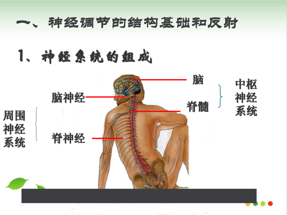 《通过神经系统的调节》课件人教版3.ppt_第2页