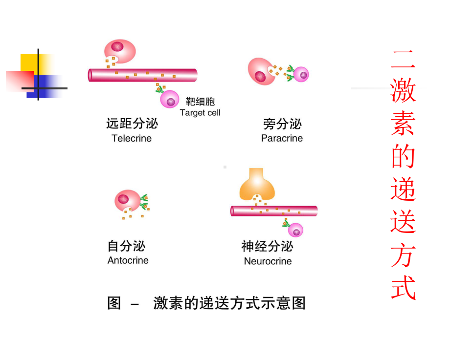 临床医学内分泌课件.pptx_第3页