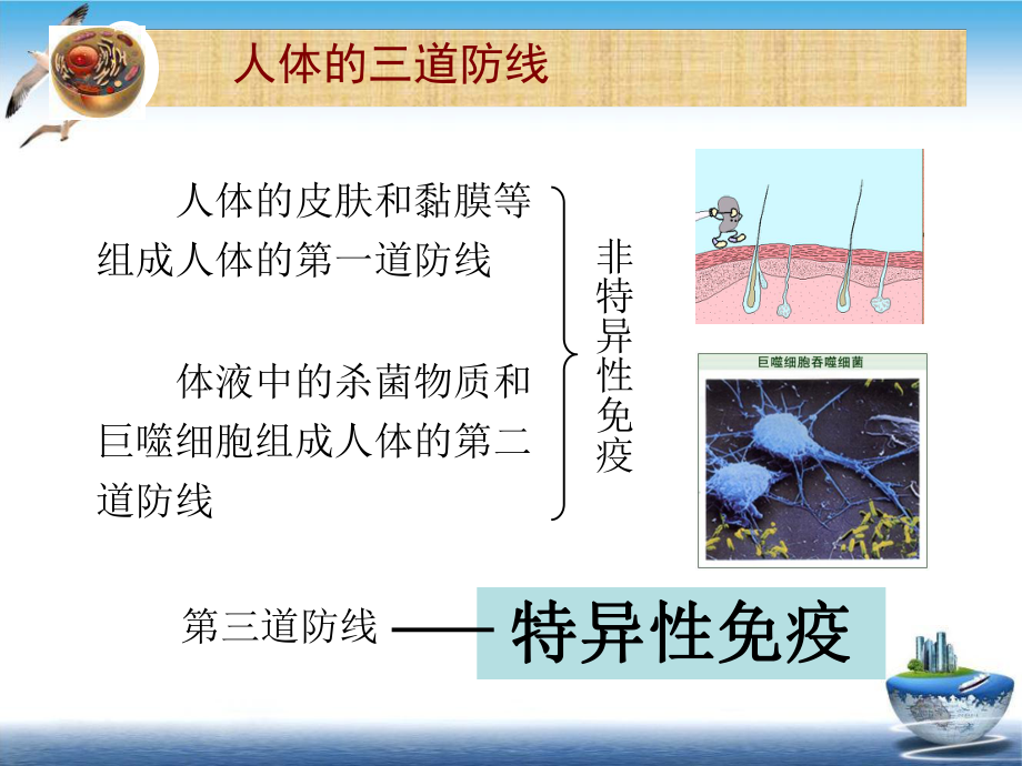 免疫的概念与类型课件.ppt_第3页