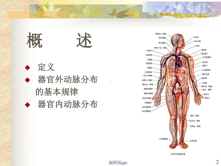 动脉脉管系统解剖学课件.ppt_第2页