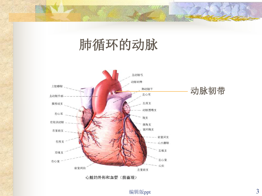 动脉脉管系统解剖学课件.ppt_第3页