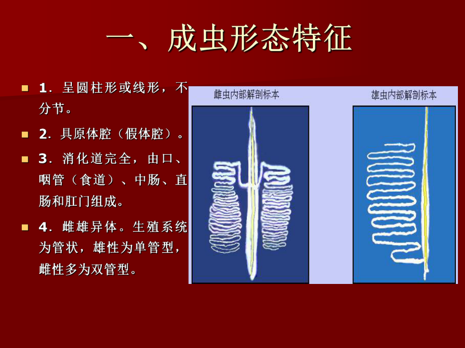 人体寄生虫之线虫课件.pptx_第3页