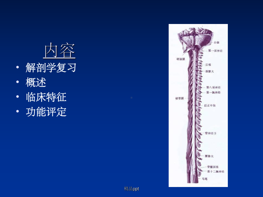 《截瘫及四肢瘫评定》课件.ppt_第2页