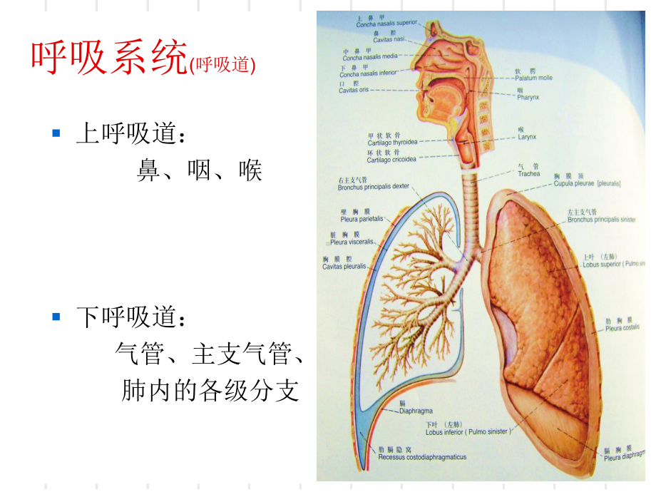 呼吸系统解剖课件(同名1140).ppt_第3页