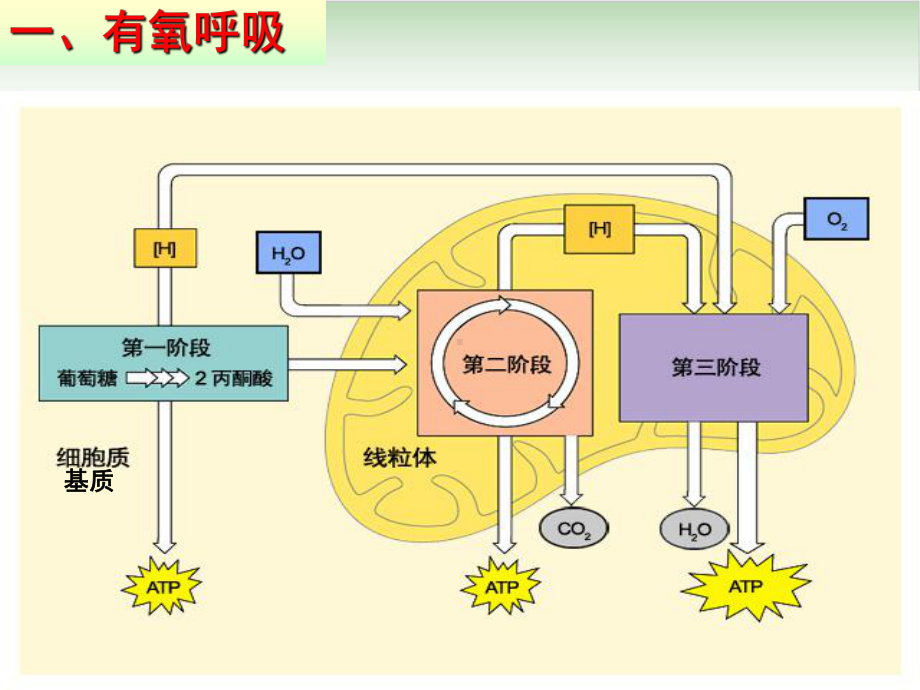 人教版高中生物必修一课件：ATP的主要来源-细胞呼吸课件.ppt_第3页