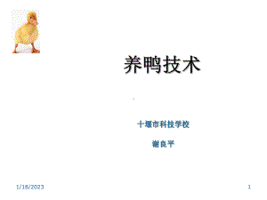 养鸭技术课件.ppt