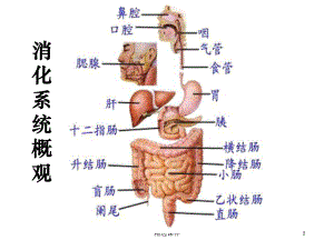 人体的消化系统(图)课件.ppt