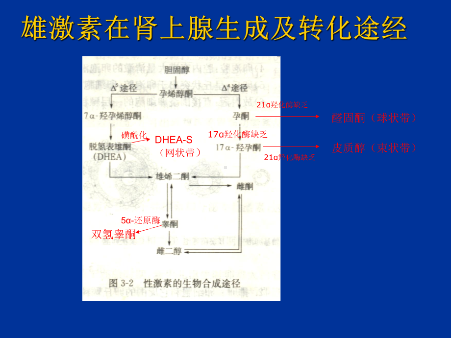 地塞米松抑制试验-课件.ppt_第3页