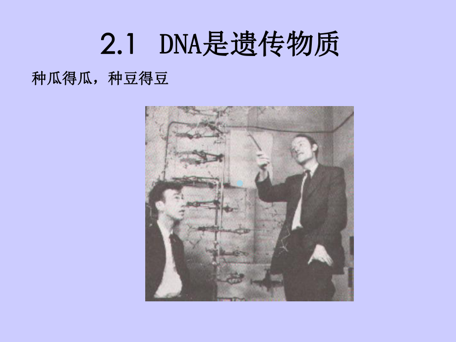 分子生物学第二章核酸与染色体的结构和性质课件.ppt_第2页