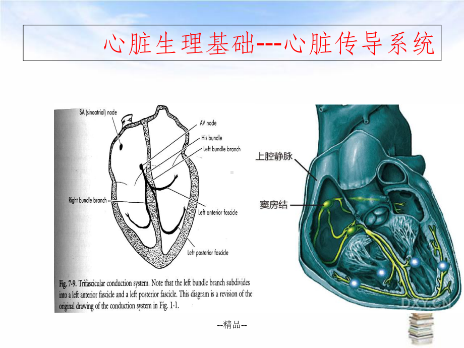 《小儿心律失常》课件.ppt_第3页