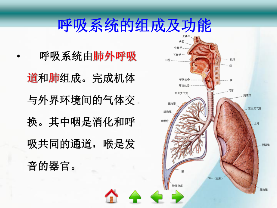 呼吸系统解剖学课程课件.ppt_第2页