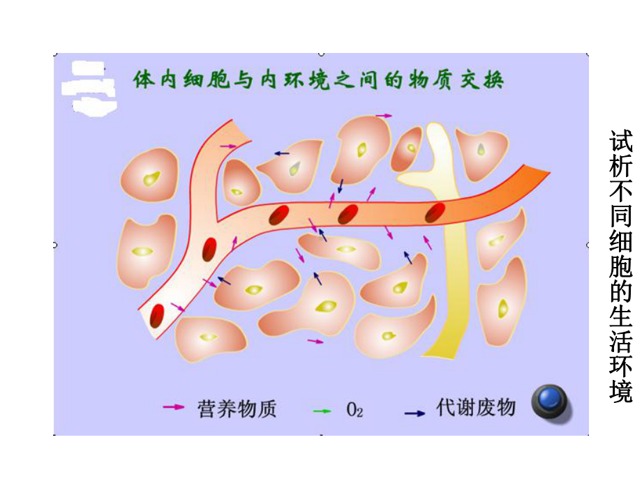 人体的内环境与稳态-人教课标版课件.ppt_第3页