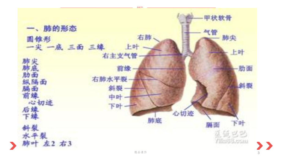 呼吸系统概述课件.pptx_第3页