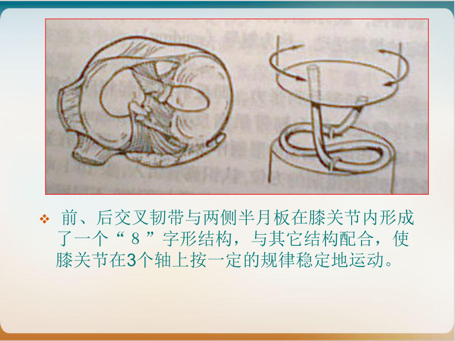 交叉韧带课件.ppt_第3页