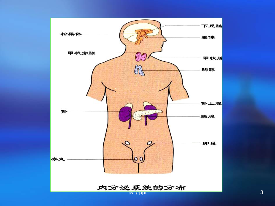 人体解剖学》课件第十一章内分泌修改.ppt_第3页