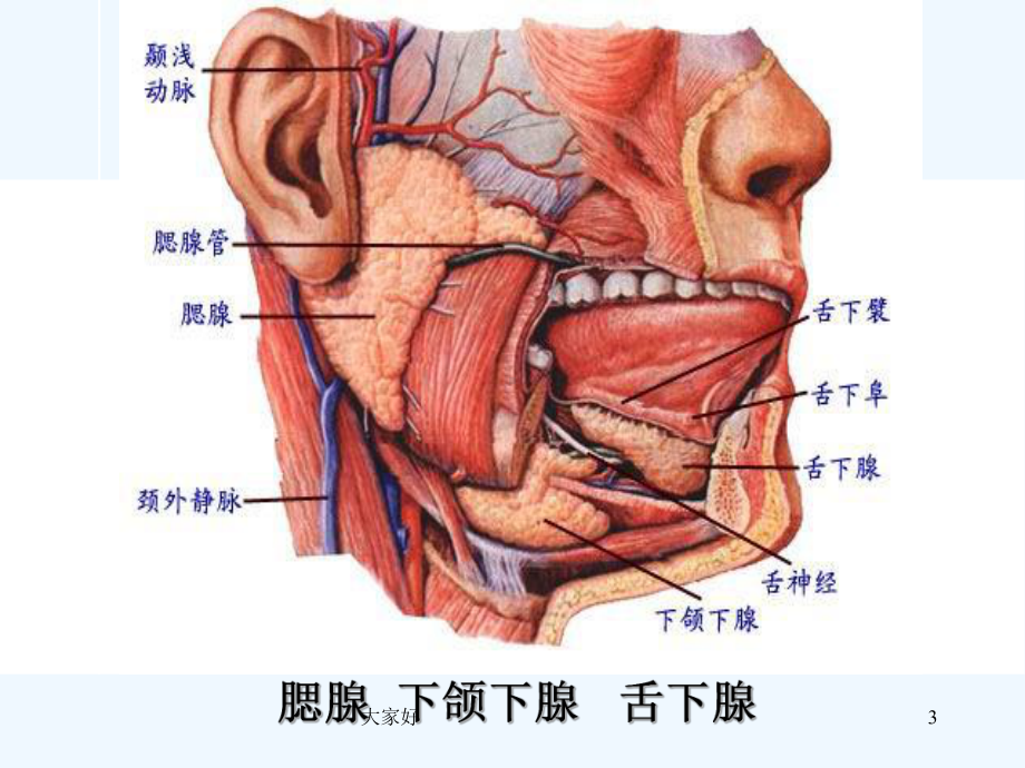 人体的消化系统(图)-课件.ppt_第3页