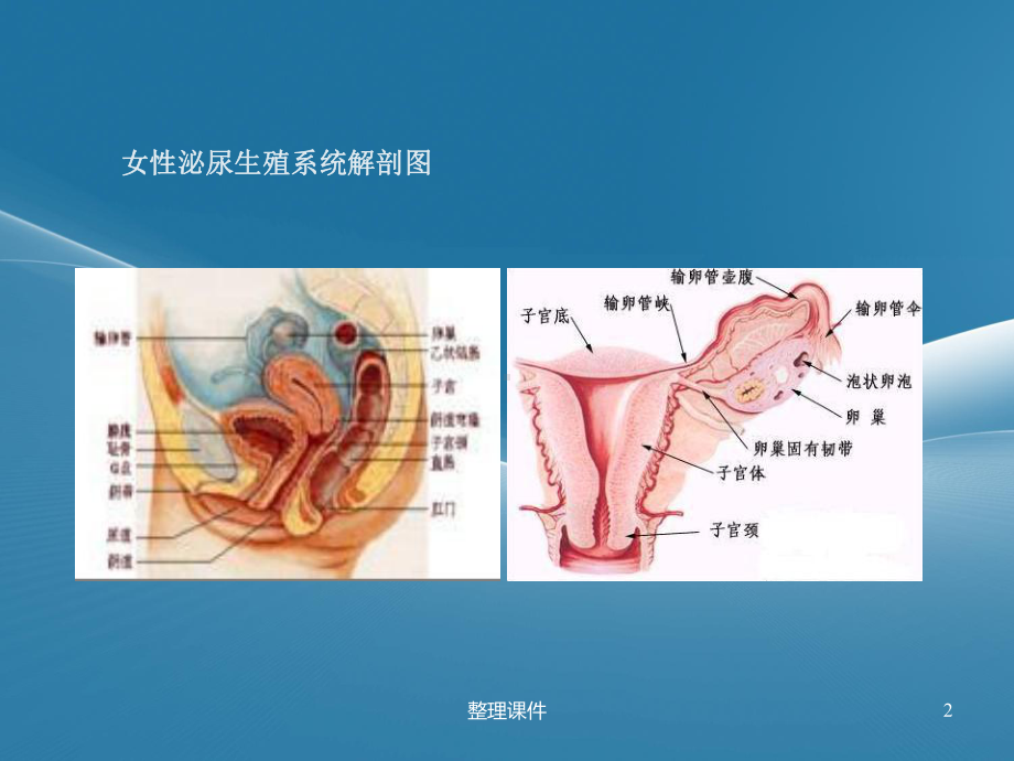 妇科常见病大全课件.ppt_第2页