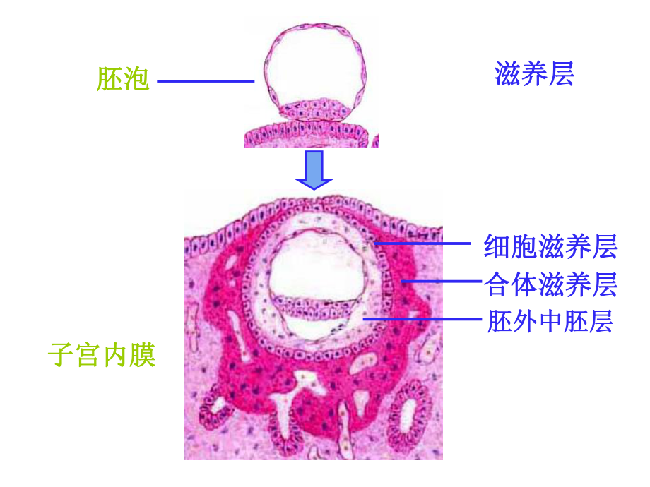 六胎膜和胎盘课件.ppt_第3页