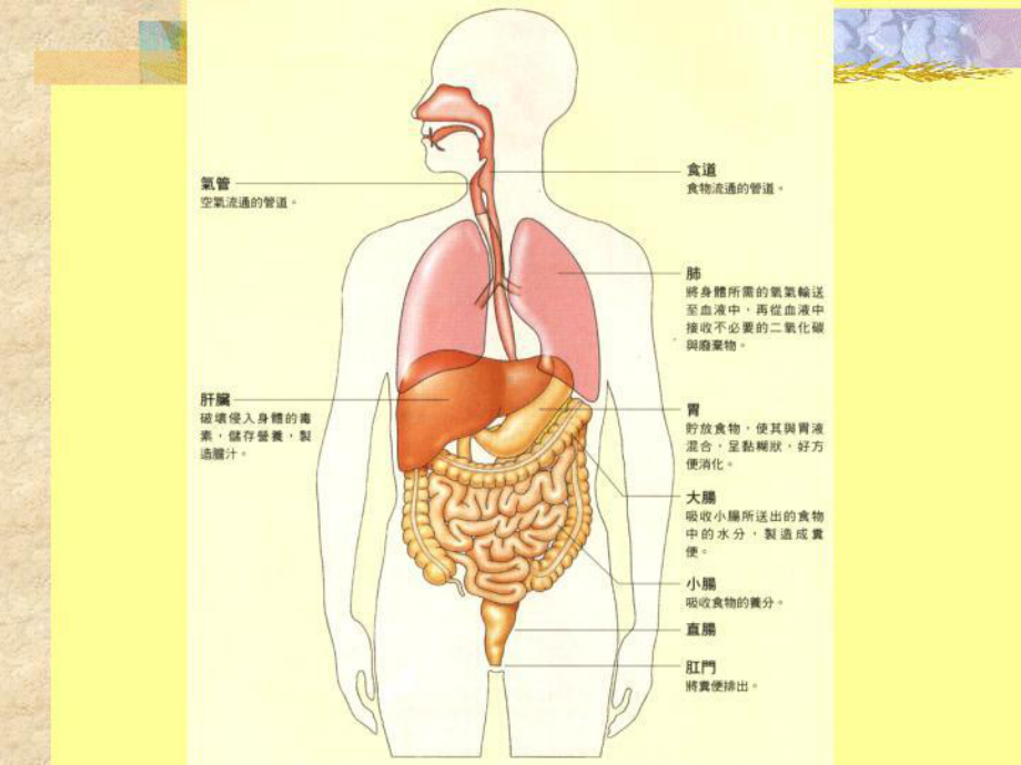 医学消化作用课件.ppt_第2页