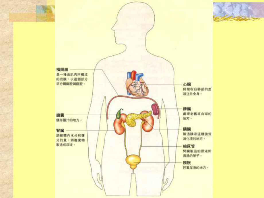 医学消化作用课件.ppt_第3页