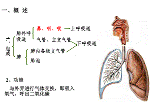 人体组织学与解剖学-呼吸系统课件.pptx