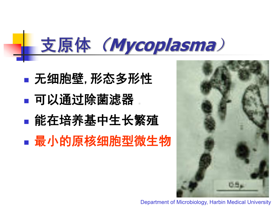 医学微生物学26章-支原体-课件.ppt_第3页