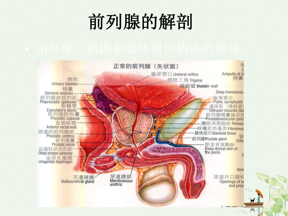 前列腺增生与前列腺癌的磁共振诊断及波谱分析课件.ppt_第3页