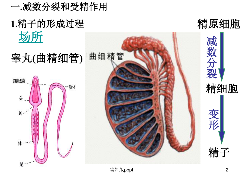 基因和染色体的关系(复习)课件.ppt_第2页