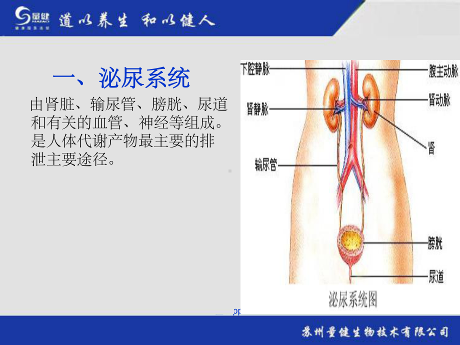 《泌尿系统简述》课件.ppt_第3页