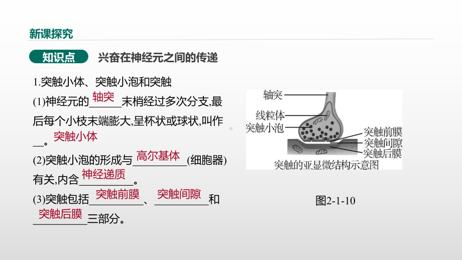 人教版《通过神经系统的调节》课件5〔完美版〕.pptx_第3页