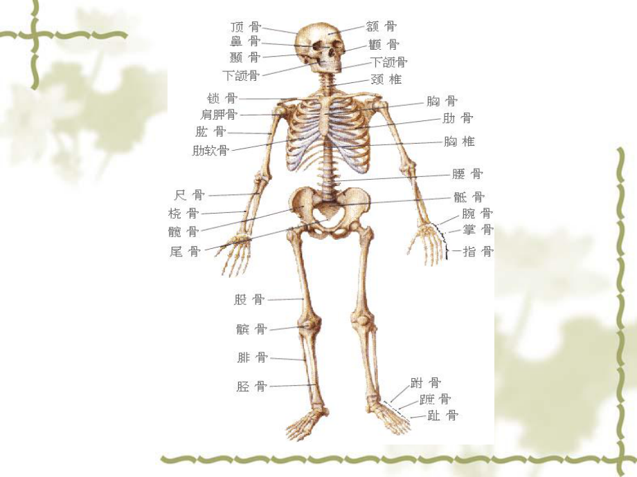 四肢骨折病人的护理(同名1144)课件.ppt_第2页