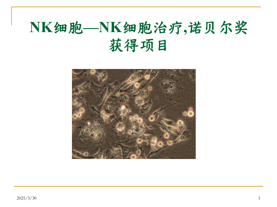 NK细胞疗法介绍课件.ppt_第1页