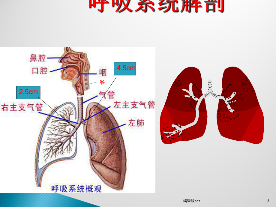 呼吸系统解剖与麻醉课件.ppt_第3页