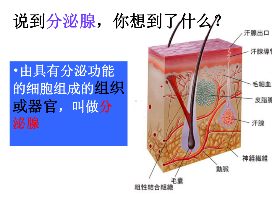 人体的激素调节23-济南版课件.ppt_第3页