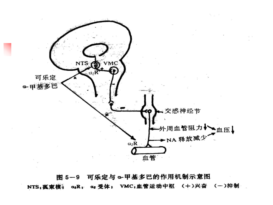 二十抗高血压药课件.pptx_第3页