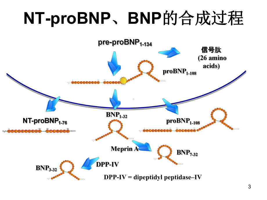 N末端B型钠尿肽前体的临床应用课件.ppt_第3页