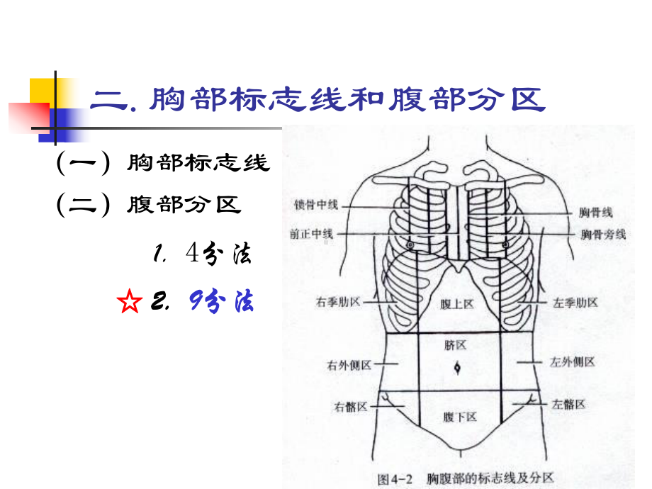 内脏学消化系统课件.pptx_第3页