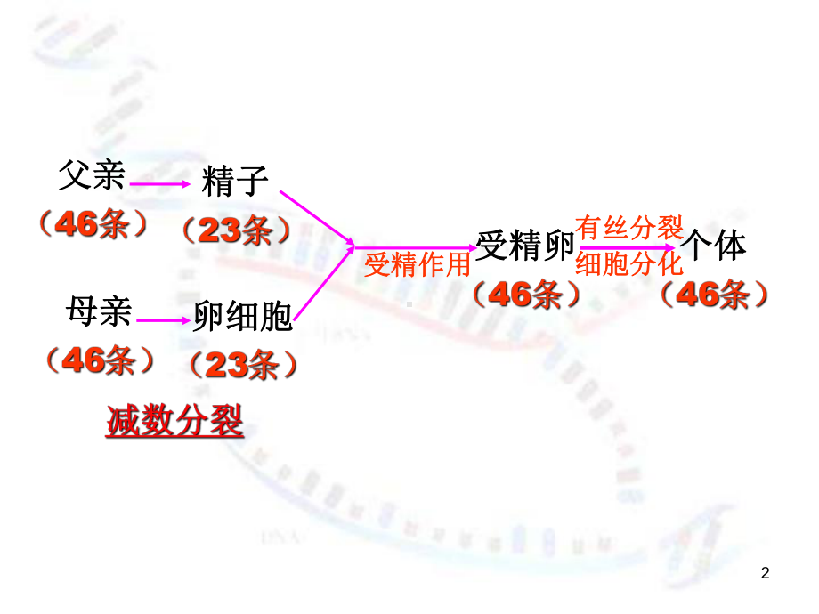 人教版教学第二章基因和染色体的关系第一节减数分裂和受精作用课件.ppt_第2页