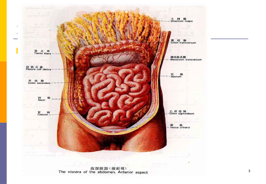 《小肠疾病上》课件.ppt_第3页