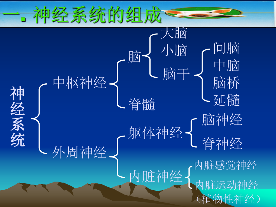 动物解剖神经系统课件.pptx_第2页