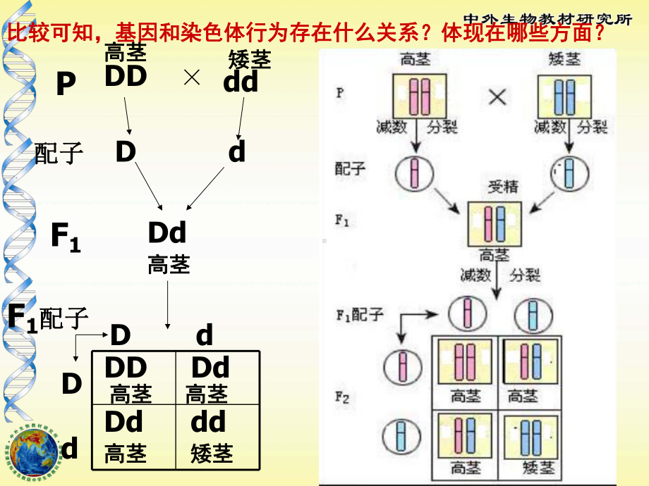 基因位于染色体上-人教课标版课件.ppt_第3页