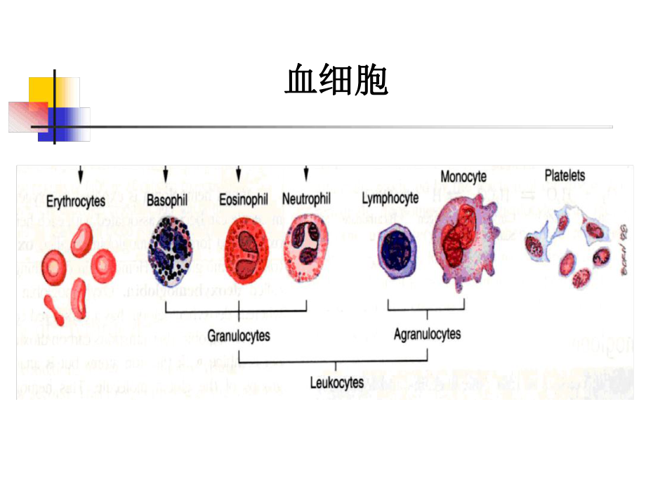 内科血液系统疾病总论课件.ppt_第3页